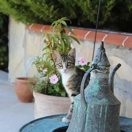 Mercan Bed & Breakfast