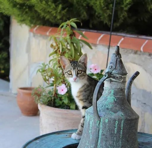 Mercan לינה וארוחת בוקר