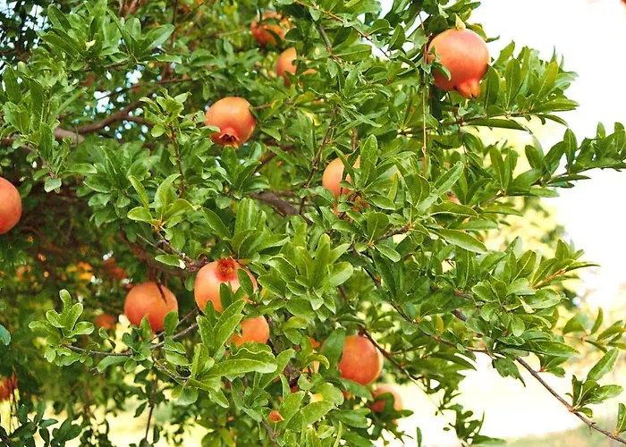 לינה וארוחת בוקר Mercan 2*