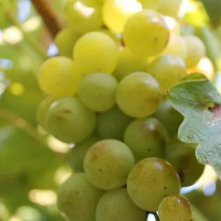 Mercan Bed & Breakfast Datça