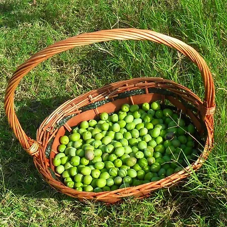 Mercan
