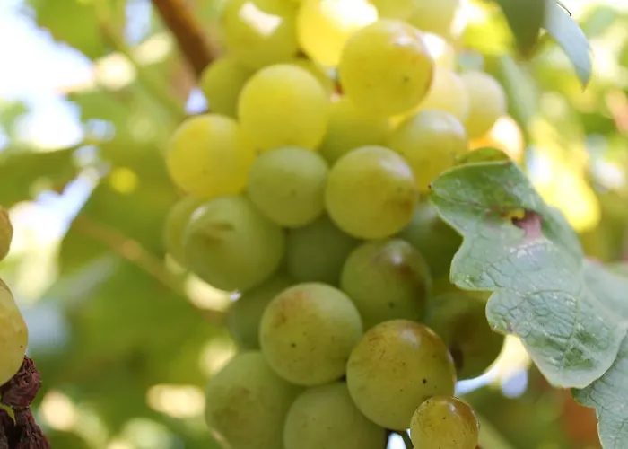 Mercan فندق مبيت وإفطار داتْشا